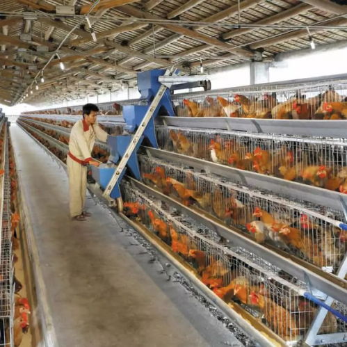 黃杏彪 用心智造，推動雞群智能化飼養(yǎng)設(shè)備與外圍設(shè)備制造